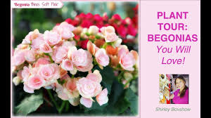 Fresh flowers delivered daily from our florist in blackpool. Tuberous Begonias Plant Begonia Tubers Indoors And Outdoors Non Stop Flowers Shirley Bovshow Youtube