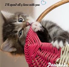 Look to mad paws for a reliable and friendly cat sitter whilst you enjoy peace of mind. Pawshake Pet Sitting Dog Sitting Dog Boarding Pawshake Twitter