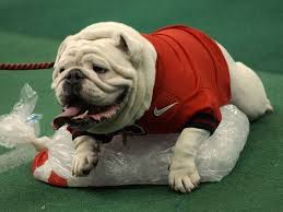 Submitted 8 days ago by ketchupking05. University Of Georgia Mascot Uga Georgia Dawgs Georgia Bulldogs Football Bulldogs Football