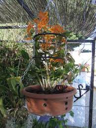 Dendrobium Nobile Brown And Yellow Leaves Orchid Board Most Complete Orchid Forum On The Web