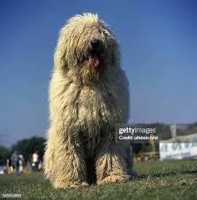 Image result for Komondor