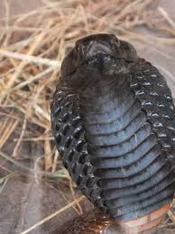 Check spelling or type a new query. Black Necked Spitting Cobra Similar But Different In The Animal Kingdom