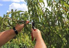 Pruning fruit trees improve yield and quality. Summer Prune Fruit Trees Organic Gardener Magazine Australia