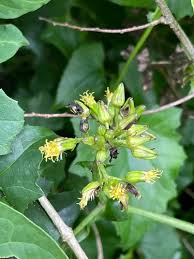 Image result for Solanecio cydoniifolius