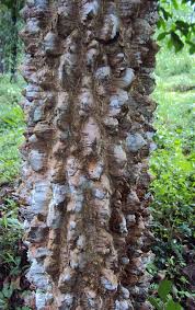 Image result for Zanthoxylum chalybeum