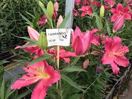 Resultado de imagen para Cultivo del lilium