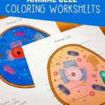 Learn all about animal cell with this dimensional model 4. Animal Cell Coloring Worksheet