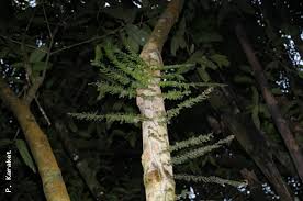 Image result for Vandenboschia gigantea