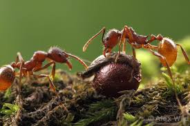 Myrmecophytic Plants And Their Ants Ants Science Articles Science For Kids