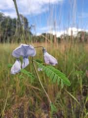 Image result for Sesbania brevipedunculata