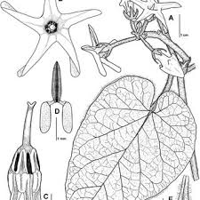Philibertia woodii. A, floriferous node. B, flower in superior view. C,... 