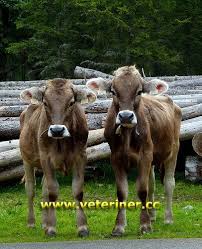 Esmer Montofon Brown Swiss Sigiri Www Veteriner Cc Cok Sirin Hayvanlar Hayvanlar Arilar