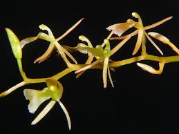 Image result for Liparis