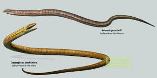 Image result for Schizostephanus alatus