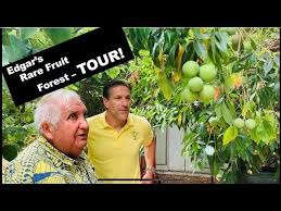 From gacs to ugli fruits, we've rounded up all the weird fruits in one list. Grow 100 Rare Fruit Trees Backyard Orchard Urban Food Forest Youtube