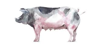 How To Draw A Pig Step By Step Adobe Reference content found on the internet. how to draw a pig step by step adobe
