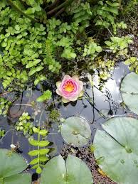 Benefits in the pond are many! Building A Small Water Garden Deep Green Permaculture