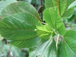 Image result for Urticaceae