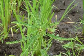 Image result for Phyllanthus friesii