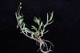 Image result for Crassocephalum picridifolium