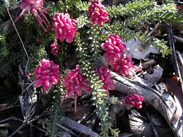 Image result for Grevillea linearifolia