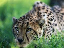 Cheetah Cheetah Pictures Cheetah Photos Animals
