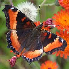 Milbert S Tortoiseshell Butterfly Identification Life Cycle Facts Pictures