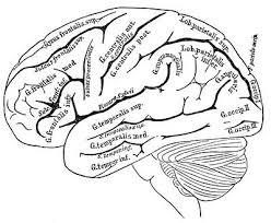 Browse our selection of vintage anatomy art prints and find the perfect design for you—created all prints feature a crisp white, matte background. Vintage Anatomy Images Human Brain The Graphics Fairy Anatomy Coloring Book Heart Coloring Pages Brain Illustration