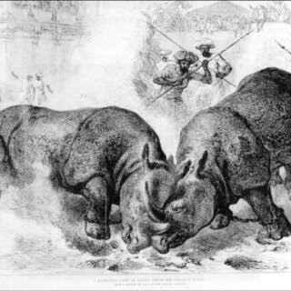 The Prince of Wales was entertained in Baroda by a rhino fight in 1875.... | Download Scientific Diagram