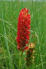 Image result for Disa welwitschii