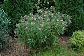 Click To View Full Size Photo Of Cinderella Milkweed Asclepias Incarnata Cinderella At Salisbury Greenhouse And Land Asclepias Incarnata Asclepias Milkweed