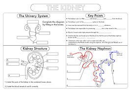 Gcse Biology Kidney Structure And Function Worksheet Updated Teaching Resources In 2020 Biology Worksheet Biology Biology Resources
