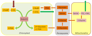 Check spelling or type a new query. The Path Of Carbon In Photosynthesis Encyclopedia Of The Environment