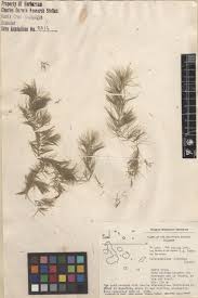 Image result for Ceratophyllum muricatum