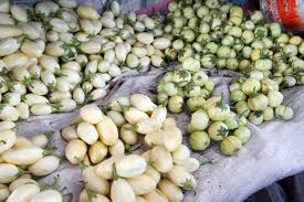 Image result for Solanum aethiopicum