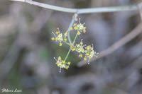 Image result for Deverra burchellii