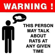 Instagram Palecapricorn Support A Clout Sister Before I Literally Lose My Mind Rats Pet Rats Cute Rats