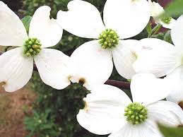 Cornus florida, the flowering dogwood, is a species of flowering tree in the family cornaceae native to eastern north america and northern mexico. It S More About Where Not When To Plant Dogwood Trees News Ocala Com Ocala Fl