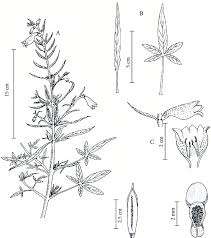 Image result for Sesamum