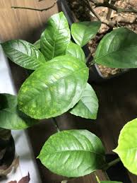 Finally, meyer lemon trees prefer plenty of light and a. Two Different Issues Causing Yellowing Leaves On Meyer Lemon Tree Ubc Botanical Garden Forums