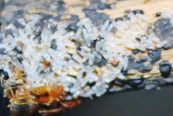 Image result for bed bugs eggs