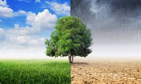 arbol