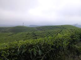 Menghirup udara sejuk, melihat gunung, berkeliling hamparan kebun teh yang hijau, duh pasti seru ya! Perkebunan Teh Kertowono Lumajang Hamparan Teh Yang Dikelilingi Pegunungan Jawa Timur
