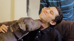 For puppies, it would be more expensive at $300, but this will include up to 4 rounds of vaccinations and 3 rounds of deworming. Rescued Pit Bulls Brookfield Animal Hospital