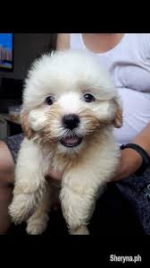 Find great deals on ebay for maltese puppy. Quality Shih Tzu Maltese Puppies Pets For Sale In Metro Manila Sheryna Ph Mobile 758829