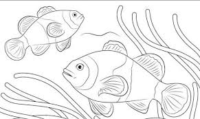 Cara menggambar ikan dengan mudah untuk anak. 1001 Keindahan Sketsa Gambar Ikan Terlengkap Beserta Penjelasanya