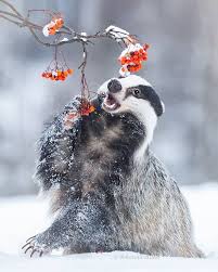 Pin Von Liliana Vallarin Auf Very Lovely Animals In 2020 Ausgestopftes Tier Natur Tiere Niedliche Tierbabys