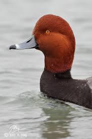 Bird With Red Head And Gray Body Big Red Duck Species Pet Birds Waterfowl Taxidermy