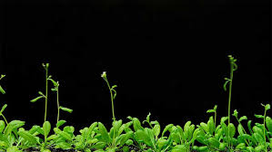 Image result for Arabidopsis thaliana