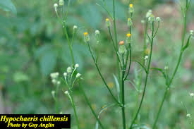 Image result for Hypochaeris